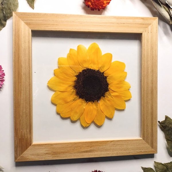 Quadro Botânico Girassol 15x15cm