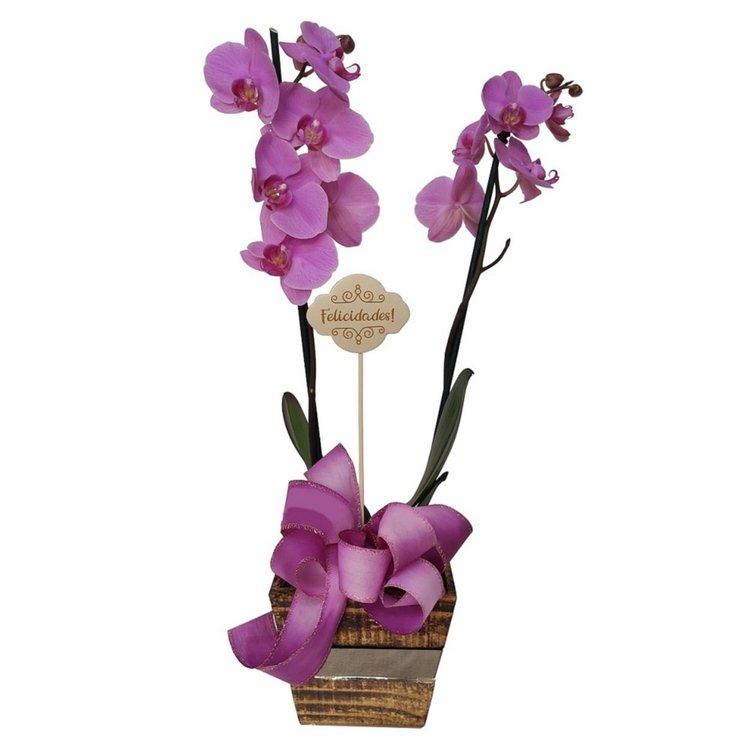 Orquídea Felicidade | Giuliana Flores