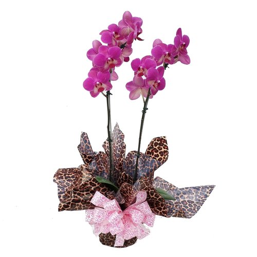 Orquídea Charming | Giuliana Flores