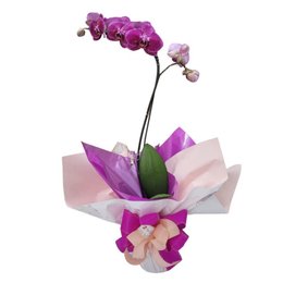 Imagem de Orquídea Presente Especial