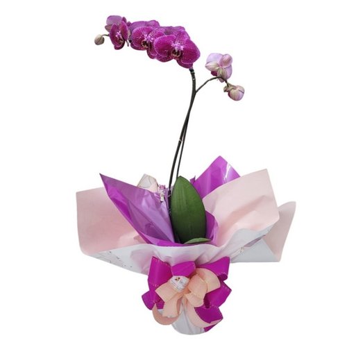 Orquídea Presente Especial
