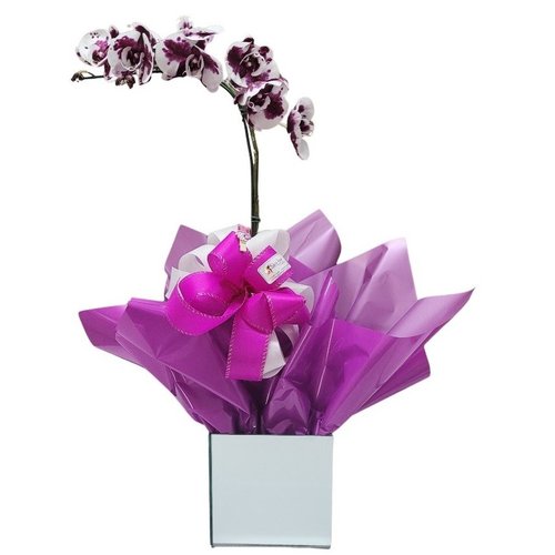 Orquídea Carisma