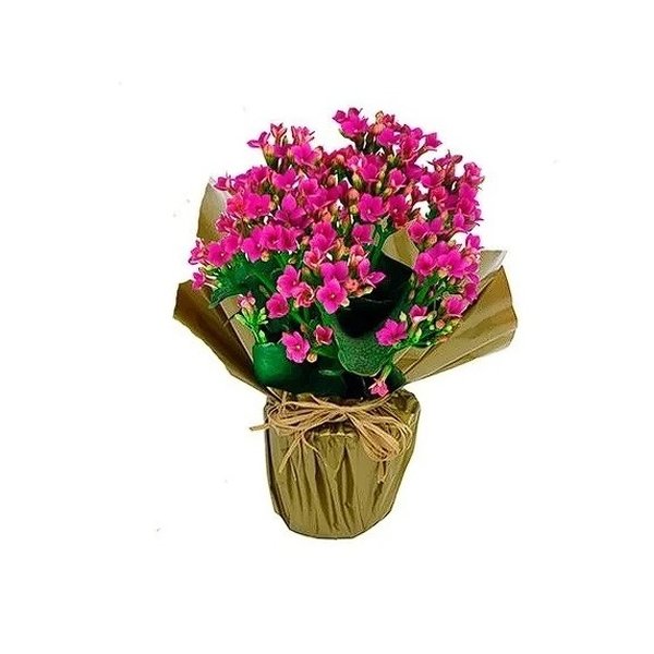 Vaso com Kalanchoe Natural