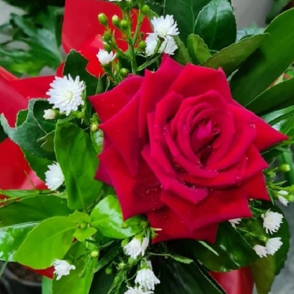 Rosa Vermelha Importada