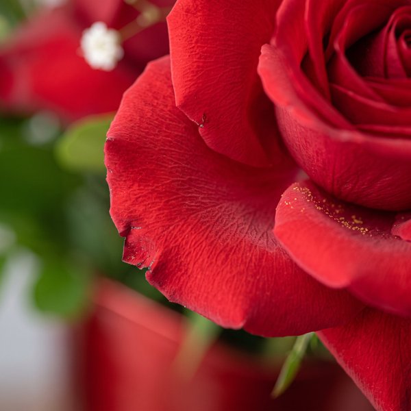 Arranjo Rosas Colombianas