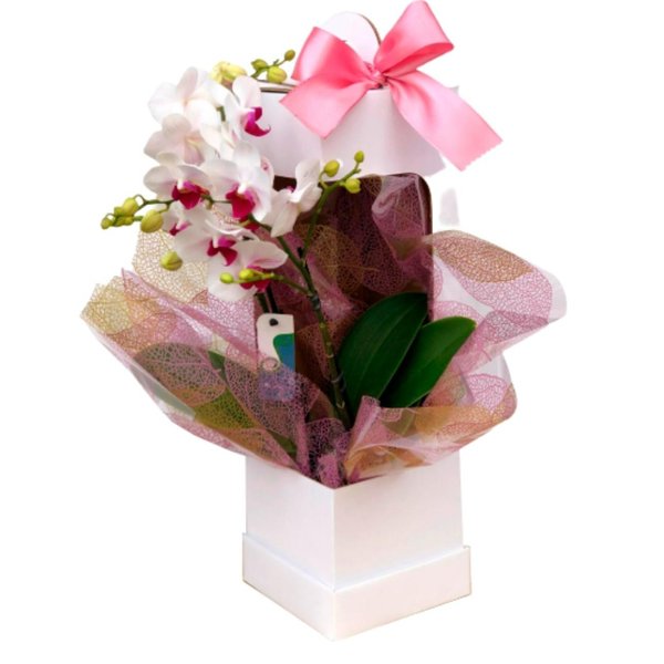 Orquídea Delicada 