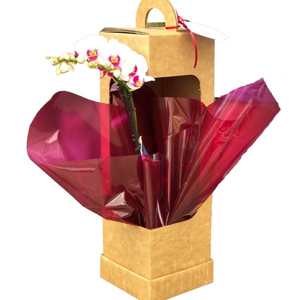 Orquídea Sofisticada e Charmosa