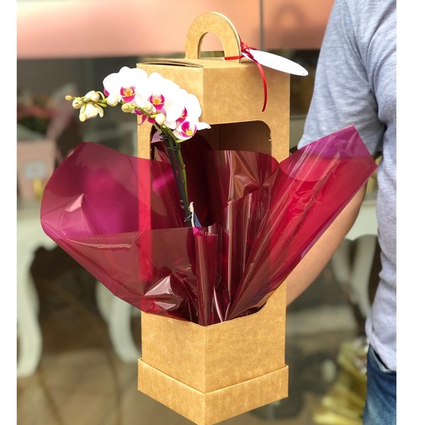 Orquídea Sofisticada e Charmosa