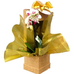 Imagem de Orquídea Sofisticada Gold