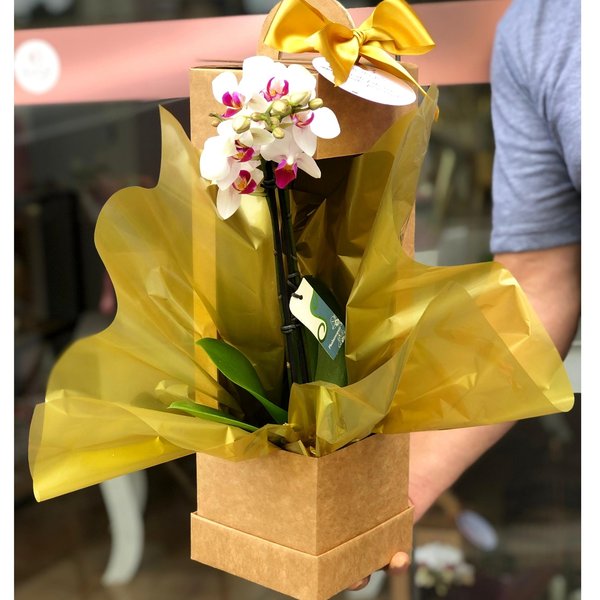 Orquídea Sofisticada Gold