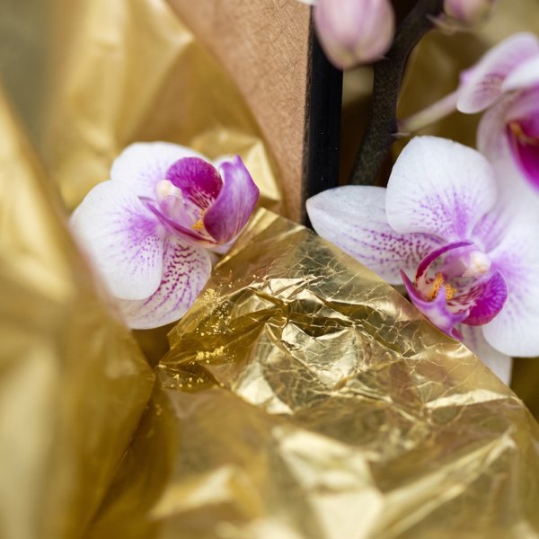 Orquídea Sofisticada Gold