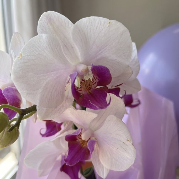 Cesta Orquídea e Pipoca Gourmet