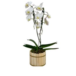 Imagem de Orquídea Phalaenopsis  plantada branca 