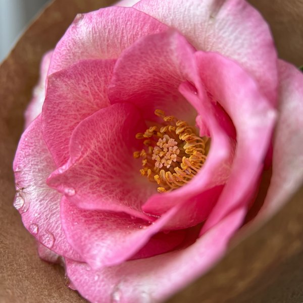 Mimo de Rosa 