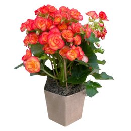 Imagem de Harmoniosa Begônia Laranja