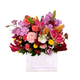 Imagem de Caixa Gaia