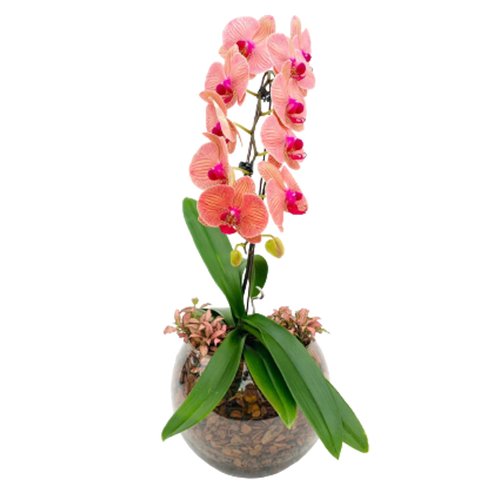 Vaso Aquário Orquídea Phalaenopsis Laranja | Giuliana Flores