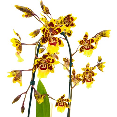 Arranjo Orquídea Colmanara | Giuliana Flores
