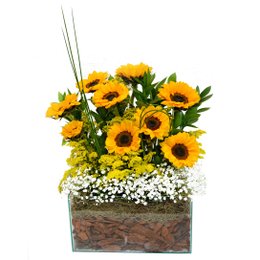 Imagem de Aquarela em Girassóis