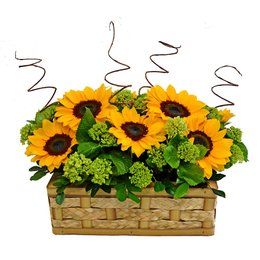 Imagem de Girassóis Jardim Encantador