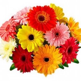 Imagem de Buquê Gérberas