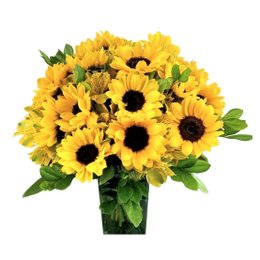 Imagem de Jardim de Girassóis