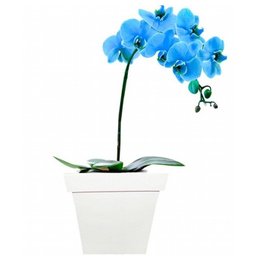 Imagem de Orquídeas Phal Azul