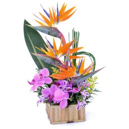 Imagem de Flores Tropical Mix