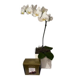 Imagem de Orquidea com Chocolate