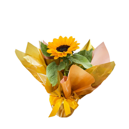 Imagem de Encanto Solar 