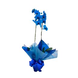 Imagem de Orquídea Azul Celeste