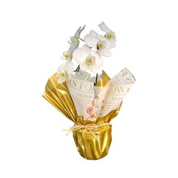 Imagem de Orquídea Phalaenopolis Branca