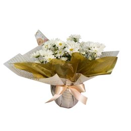 Imagem de  Margarida Planda no Vaso Branca