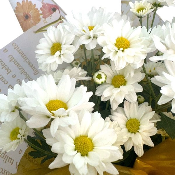  Margarida Planda no Vaso Branca