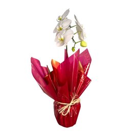 Imagem de Orquídea  Paixão