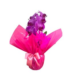 Imagem de Orquídea  Phalaenopolis Pink