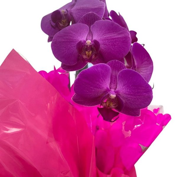 Orquídea  Phalaenopolis Pink