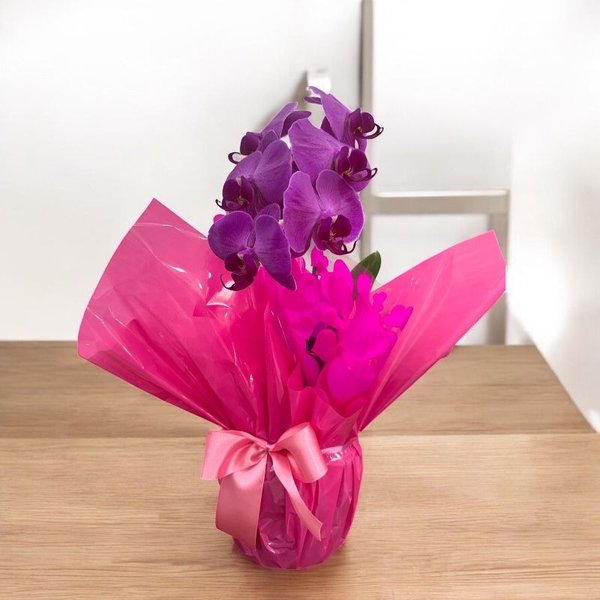 Orquídea  Phalaenopolis Pink