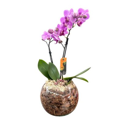 Mini Orquídea Roxa no Vaso