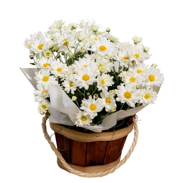 Margaridinha Plantada para Presente