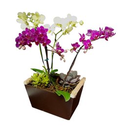 Imagem de Orquídea e Suculentas Elegância Rústica