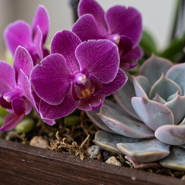 Orquídea e Suculentas Elegância Rústica