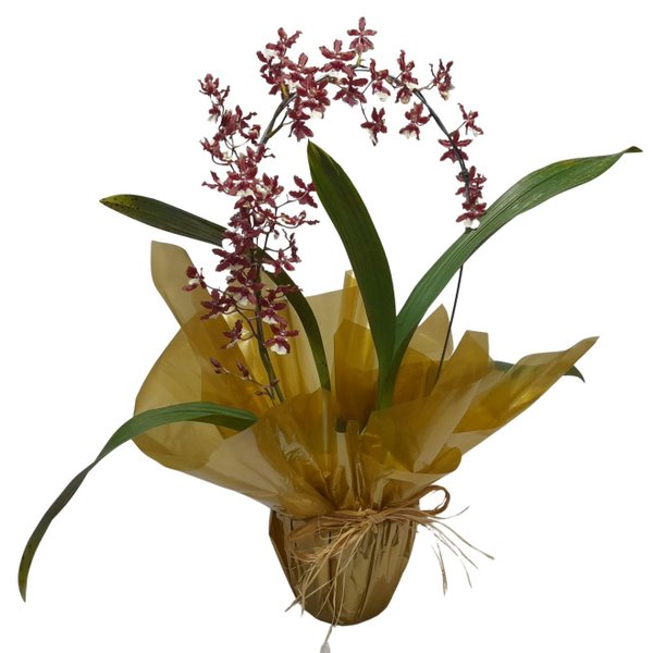 Orquidea Chocolate