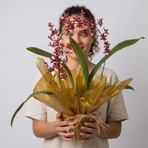 Orquidea Chocolate