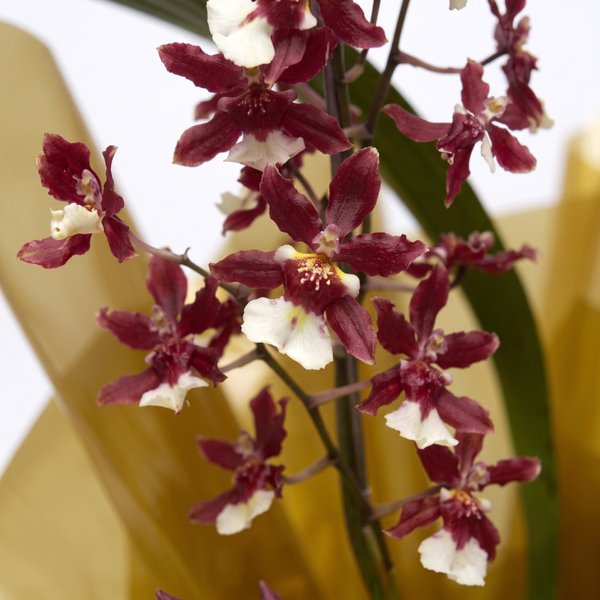 Orquidea Chocolate