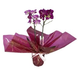 Imagem de Mini Orquídea Phaleanopsis Pink II