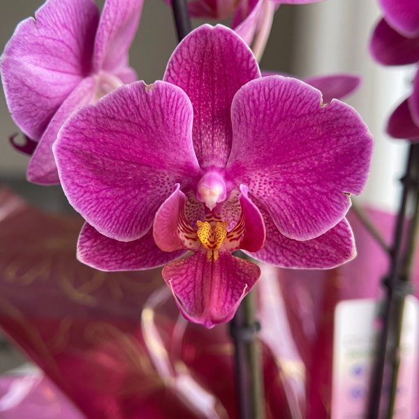 Mini Orquídea Phaleanopsis Pink II