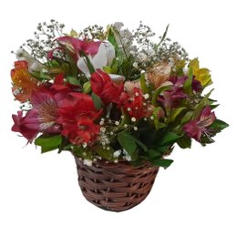 Imagem de Arranjo Astromélias Coloridas