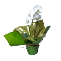 Imagem de Linda Orquidea Phaleanopsis