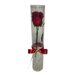 Imagem de Lindo Botão de Rosa Colombiana no Tubo Plástico